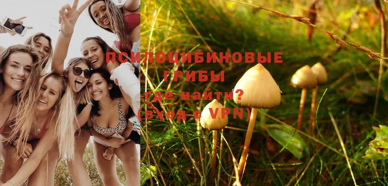 Псилоцибиновые грибы MAGIC MUSHROOMS  Кондрово 